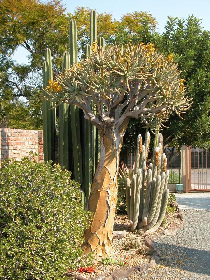 Pane Vivente Garden Cottage Beaufort West Εξωτερικό φωτογραφία